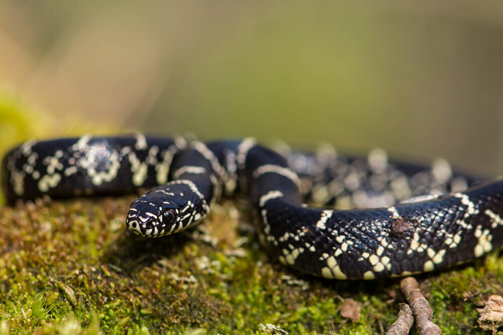 kingsnake