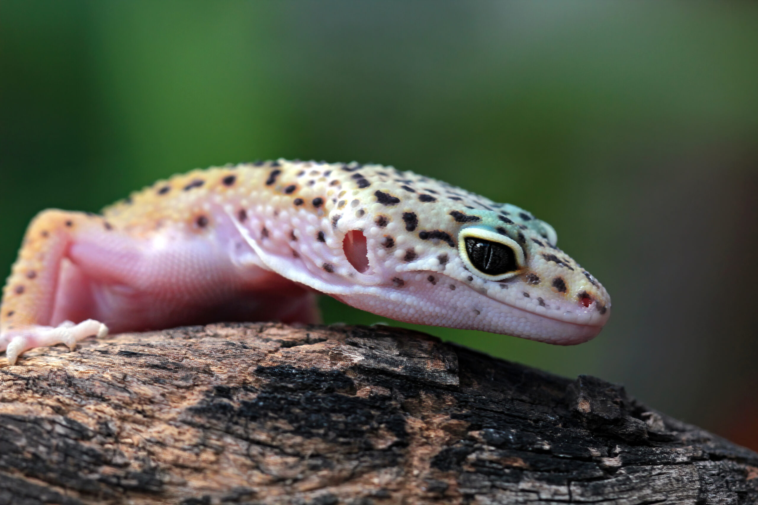 Is a reptile a good pet for beginners?