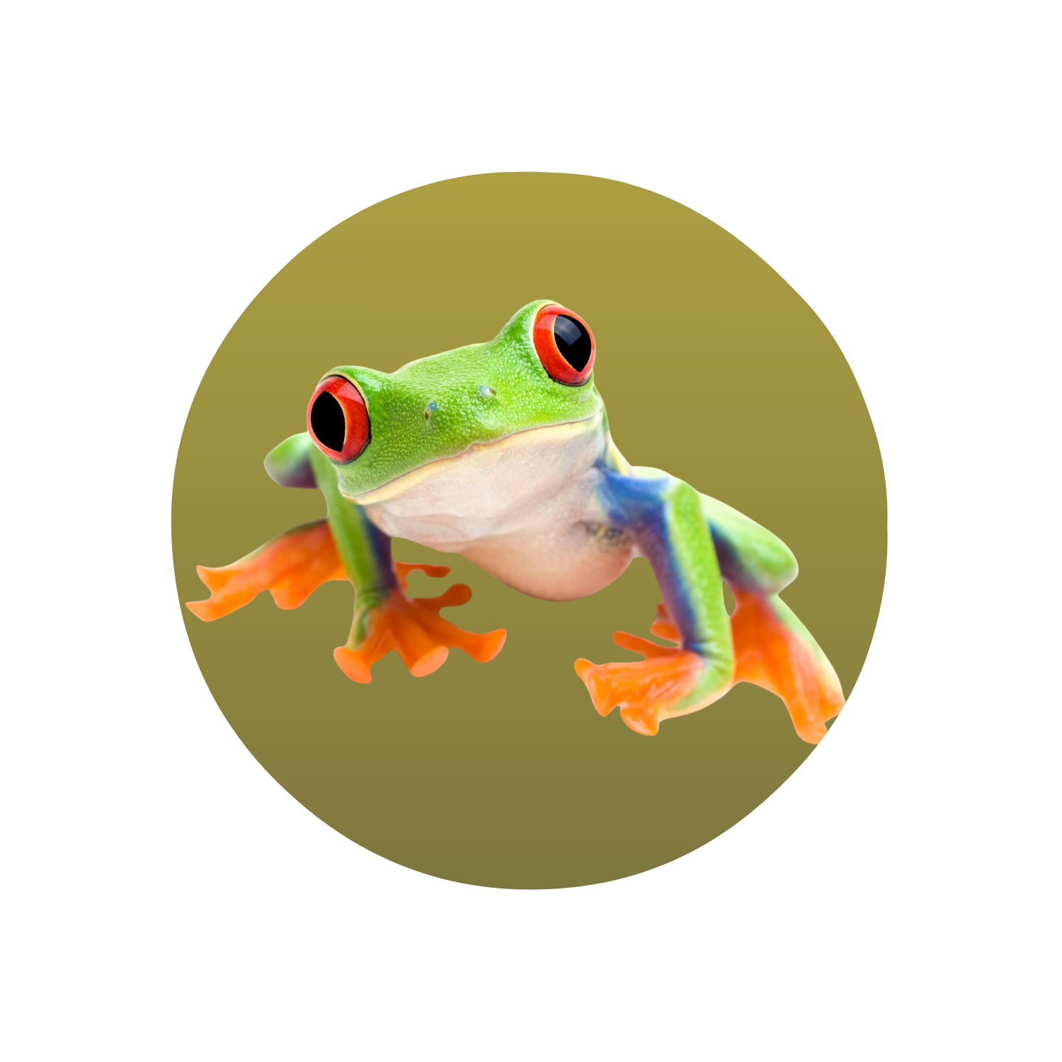 Red eye Tree Frog