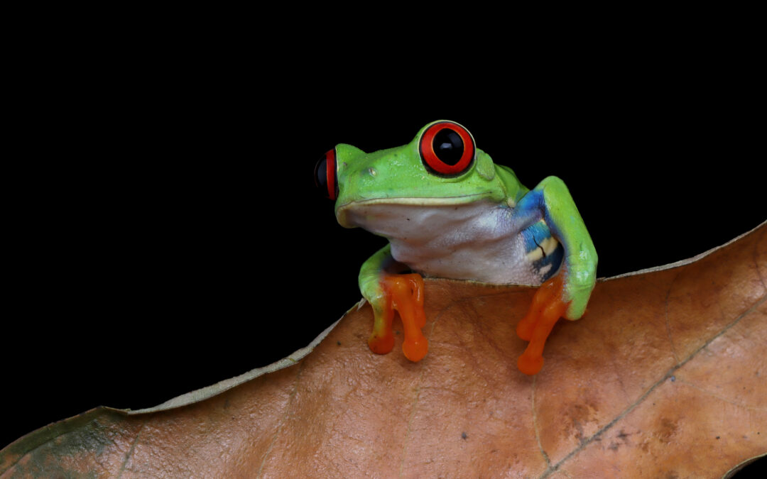 Red Eye Tree Frog