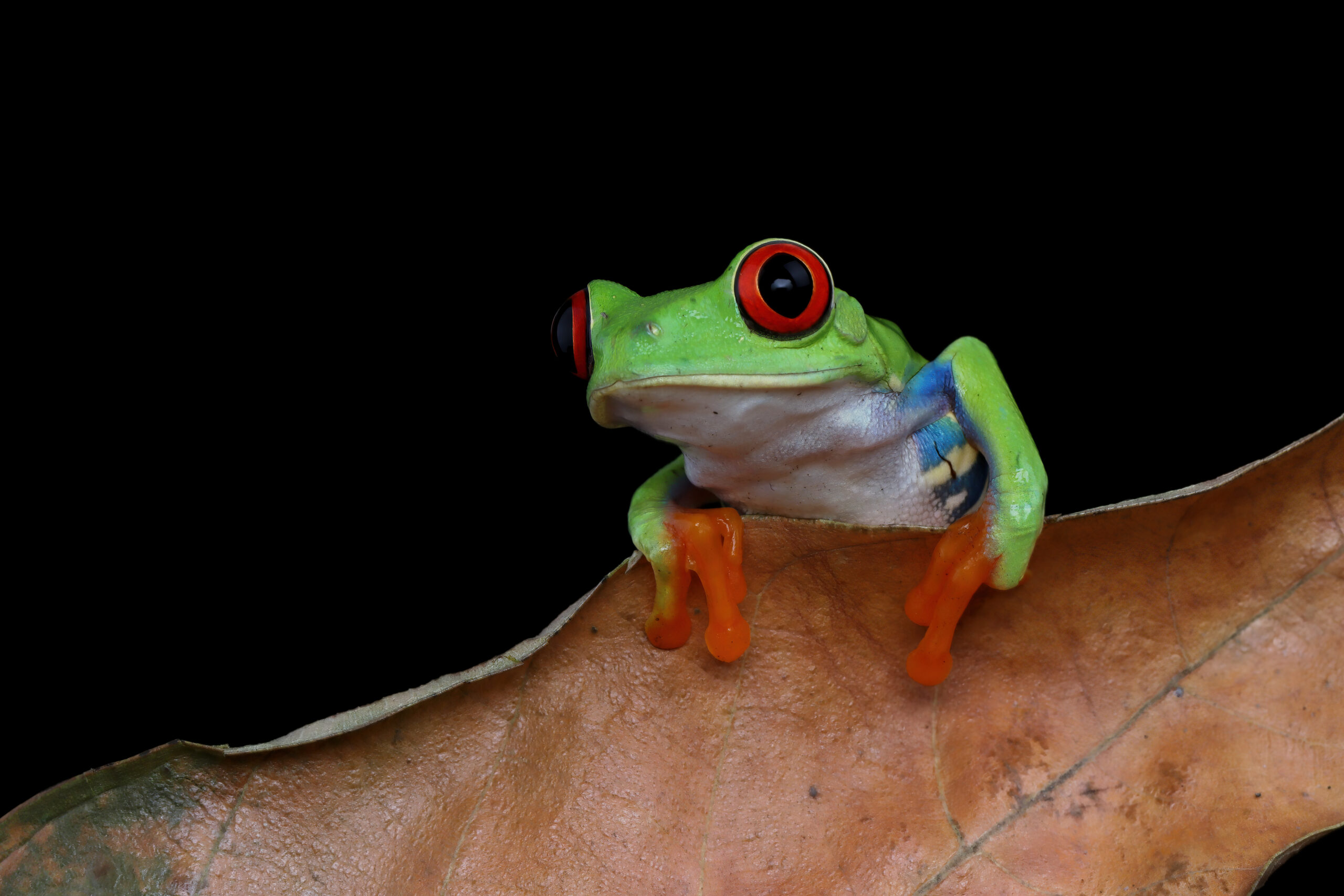 Red eyed tree frog