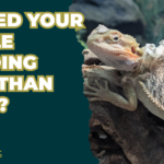 reptile shedding in spring