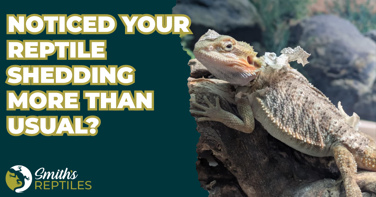 reptile shedding in spring