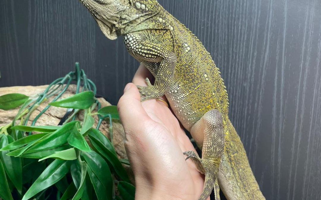 Weber’s Sailfin Lizard