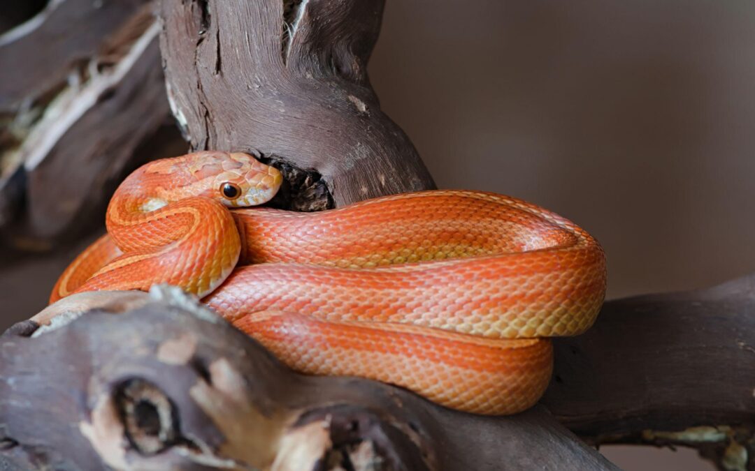Corn Snake