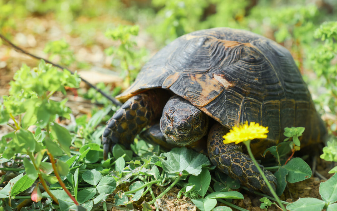 What should you feed a pet tortoise?