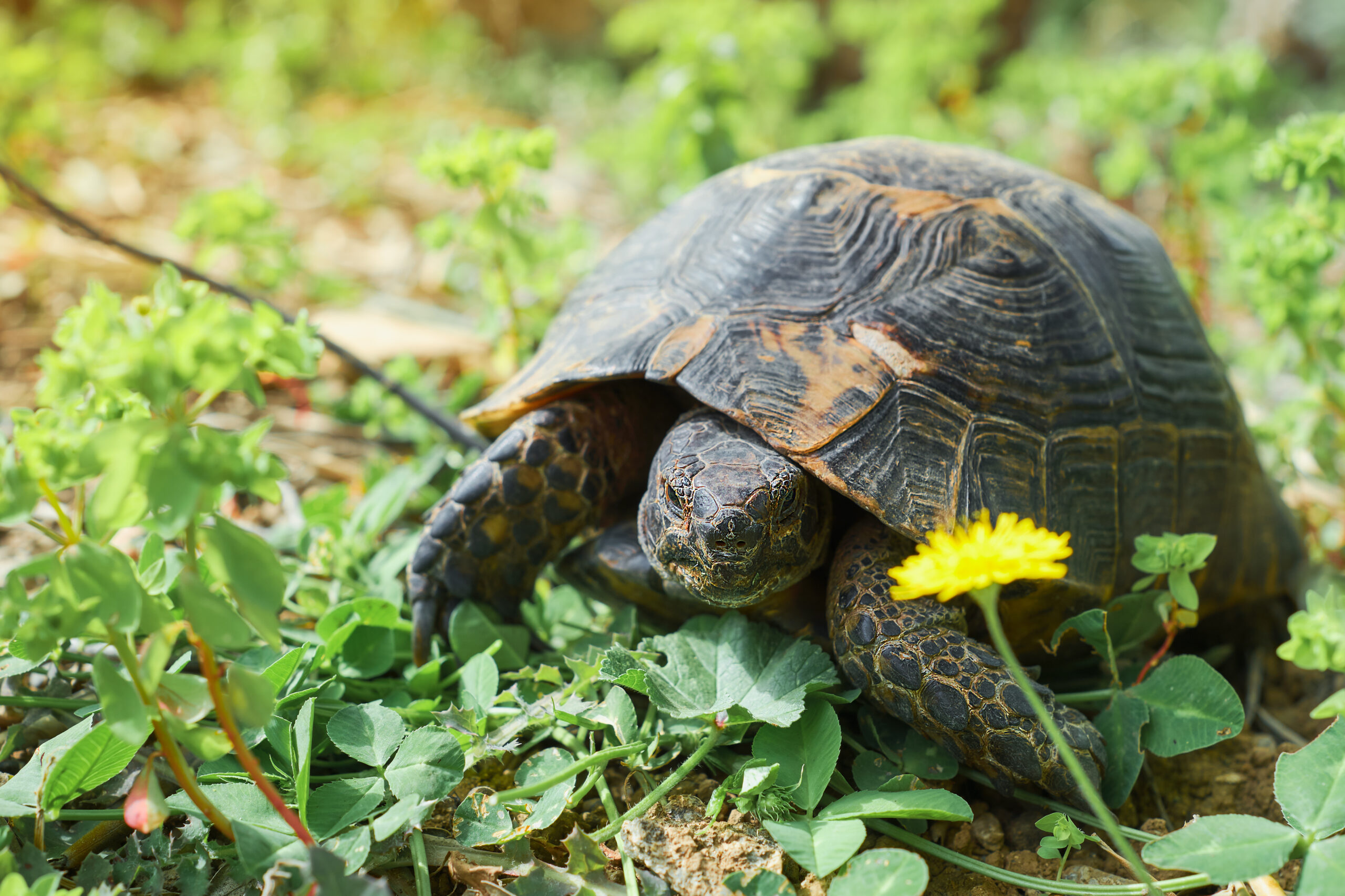 What should you feed a pet tortoise?